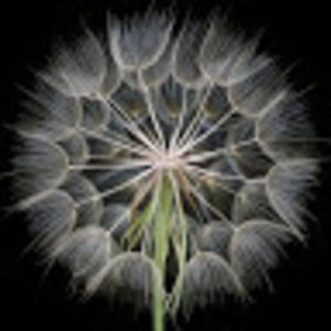 Meet your Posher, Von